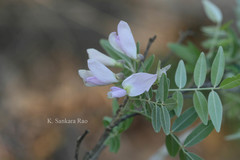 Mundulea sericea